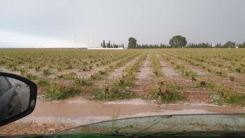 La tormenta dañó numerosas hectáreas de viñedo de Campo de Criptana La tormenta dañó numerosas hectáreas de viñedo de Campo de Criptana