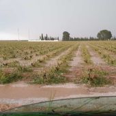 La tormenta dañó numerosas hectáreas de viñedo de Campo de Criptana