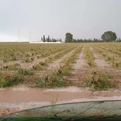 La tormenta dañó numerosas hectáreas de viñedo de Campo de Criptana La tormenta dañó numerosas hectáreas de viñedo de Campo de Criptana