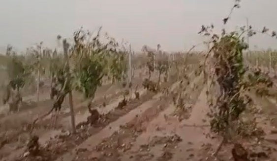 Arenales de San Gregorio pide la declaración de zona catastrófica tras los daños causados por la tormenta Arenales de San Gregorio pide la declaración de zona catastrófica tras los daños causados por la tormenta