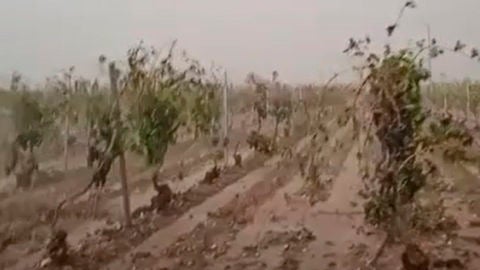 Vi&ntilde;edo da&ntilde;ado por las tormentas en Arenales de San Gregorio