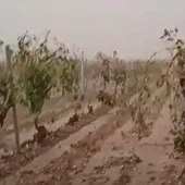 Viñedo dañado por las tormentas en Arenales de San Gregorio Viñedo dañado por las tormentas en Arenales de San Gregorio