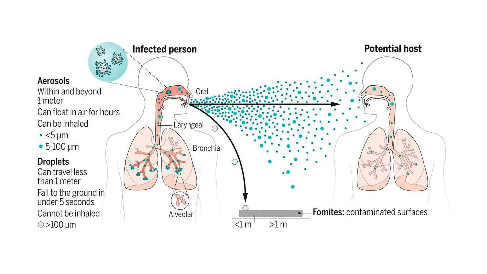 Un estudio confirma que el coronavirus se trasmite por aerosoles, igual que un resfriado común o la gripe