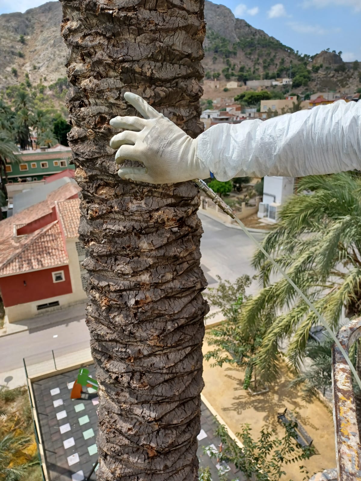 Se intensifica el control de plagas en el Palmeral de Orihuela con endoterapia de última generación Se intensifica el control de plagas en el Palmeral de Orihuela con endoterapia de última generación