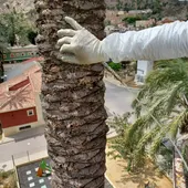 Se intensifica el control de plagas en el Palmeral de Orihuela con endoterapia de última generación Se intensifica el control de plagas en el Palmeral de Orihuela con endoterapia de última generación