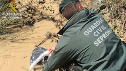 Guardia Civil recogiendo al cisne asesinado en Ochando