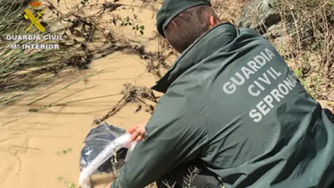 Guardia Civil recogiendo al cisne asesinado en Ochando Guardia Civil recogiendo al cisne asesinado en Ochando