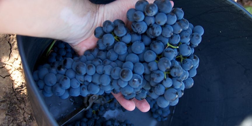 Hasta un 50% menos de cosecha en la DO Valdepeñas Hasta un 50% menos de cosecha en la DO Valdepeñas