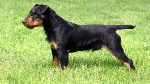 Un perro se pierde y recorre casi 380 kilómetros para encontrar su casa Un perro se pierde y recorre casi 380 kilómetros para encontrar su casa