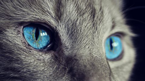 Ojos de gato