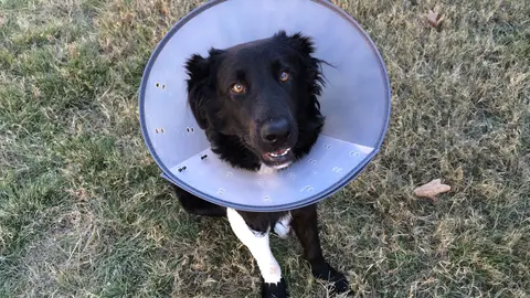 Perro con collar isabelino Perro con collar isabelino