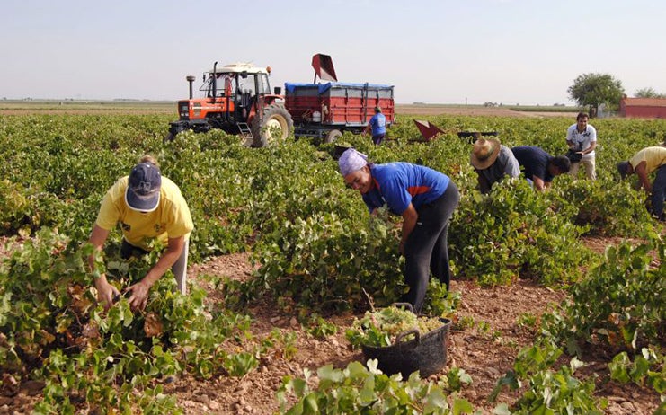 Cáritas Valdepeñas pide alojamiento digno para los temporeros de las campañas agrícolas Cáritas Valdepeñas pide alojamiento digno para los temporeros de las campañas agrícolas