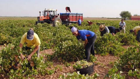 Se generaliza la vendimia en la provincia de Ciudad Real