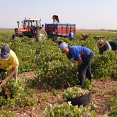 Se generaliza la vendimia en la provincia de Ciudad Real Se generaliza la vendimia en la provincia de Ciudad Real