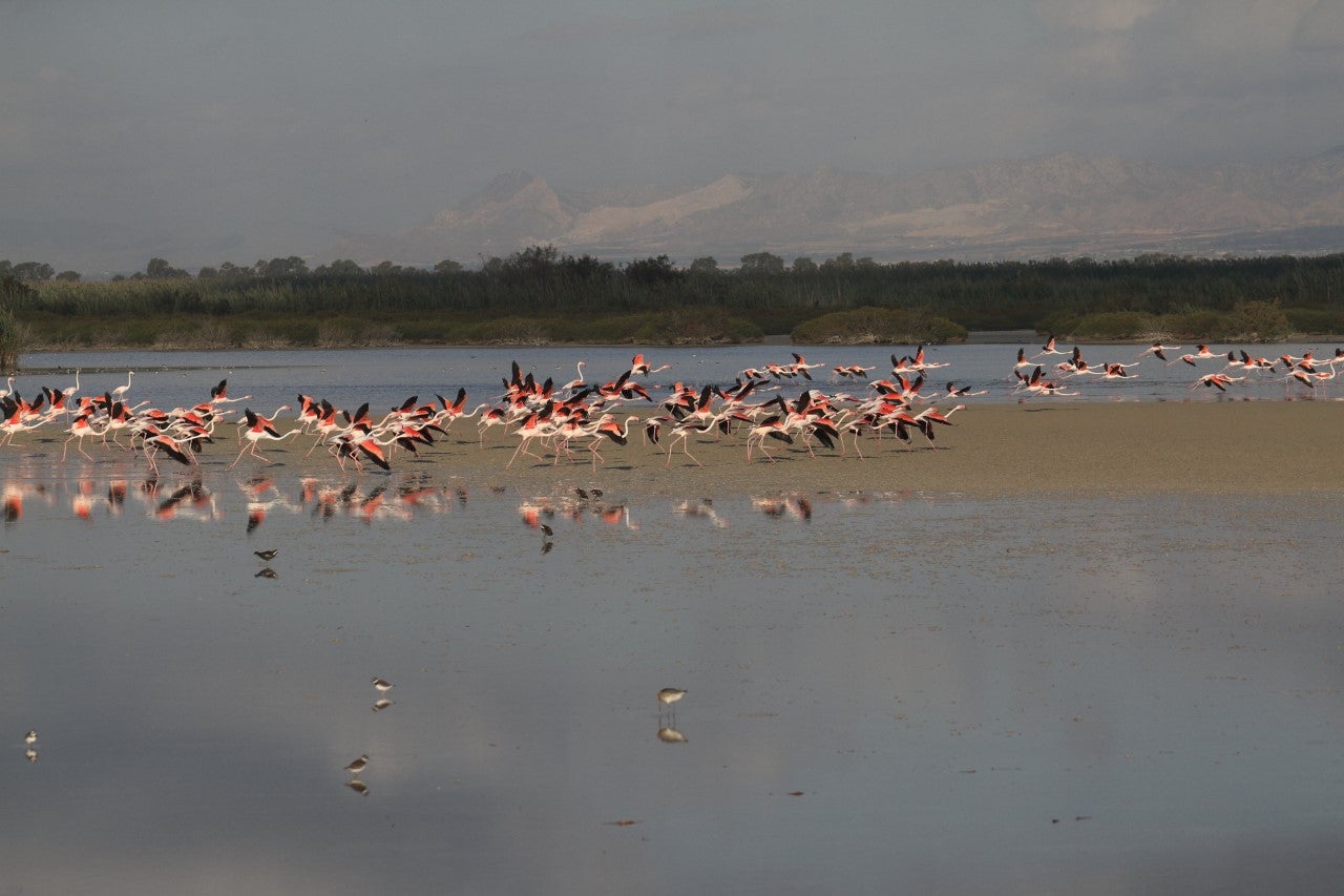 El Parque Natural de El Hondo se convierte en referente internacional en la protección de especies en peligro de extinción El Parque Natural de El Hondo se convierte en referente internacional en la protección de especies en peligro de extinción