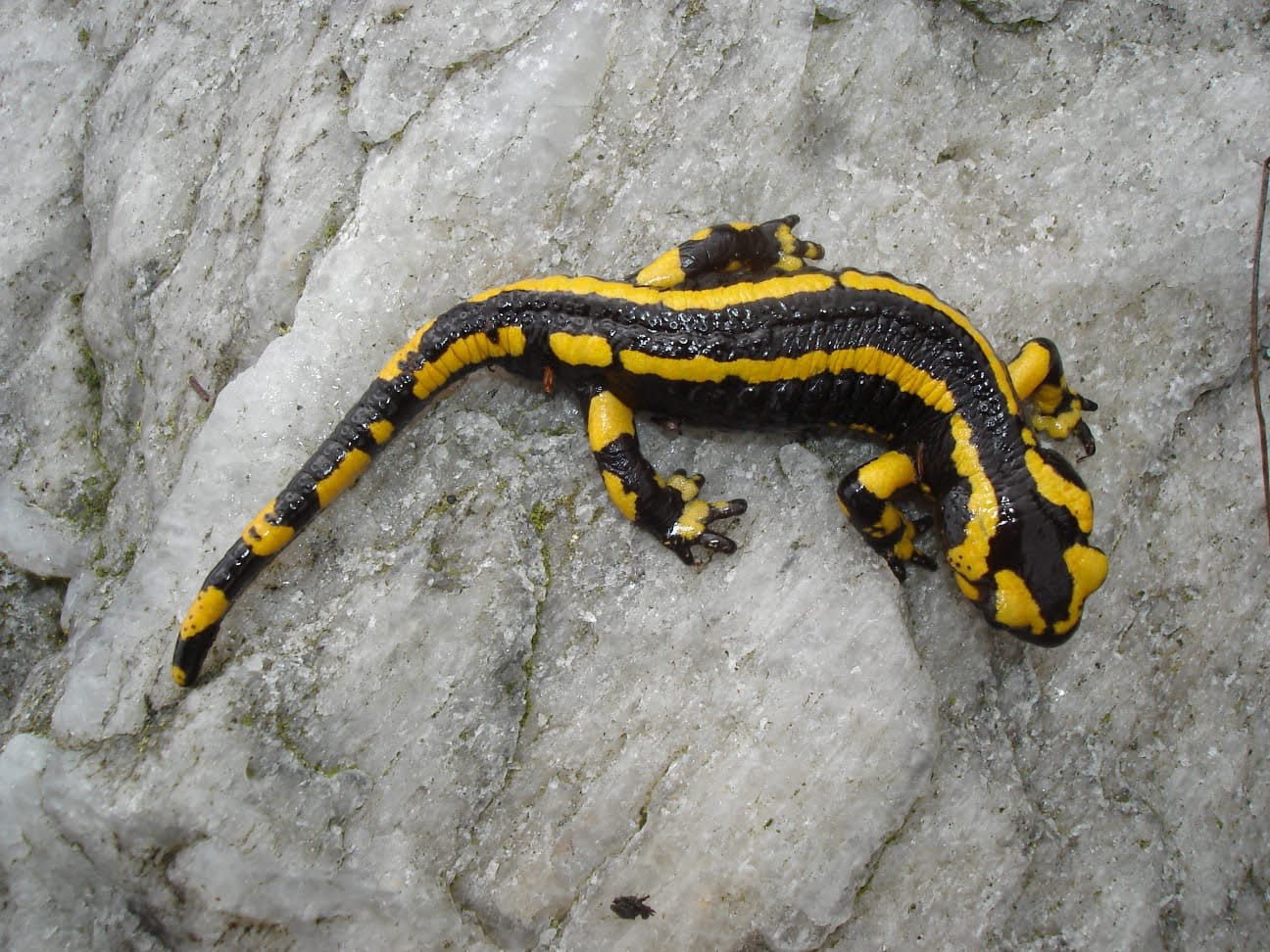 HÁBITAT, LA SALAMANDRA HÁBITAT, LA SALAMANDRA