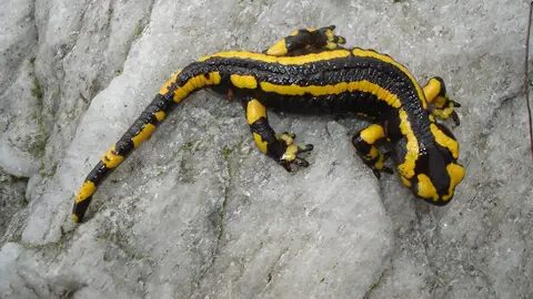 La salamandra La salamandra