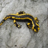 La salamandra La salamandra