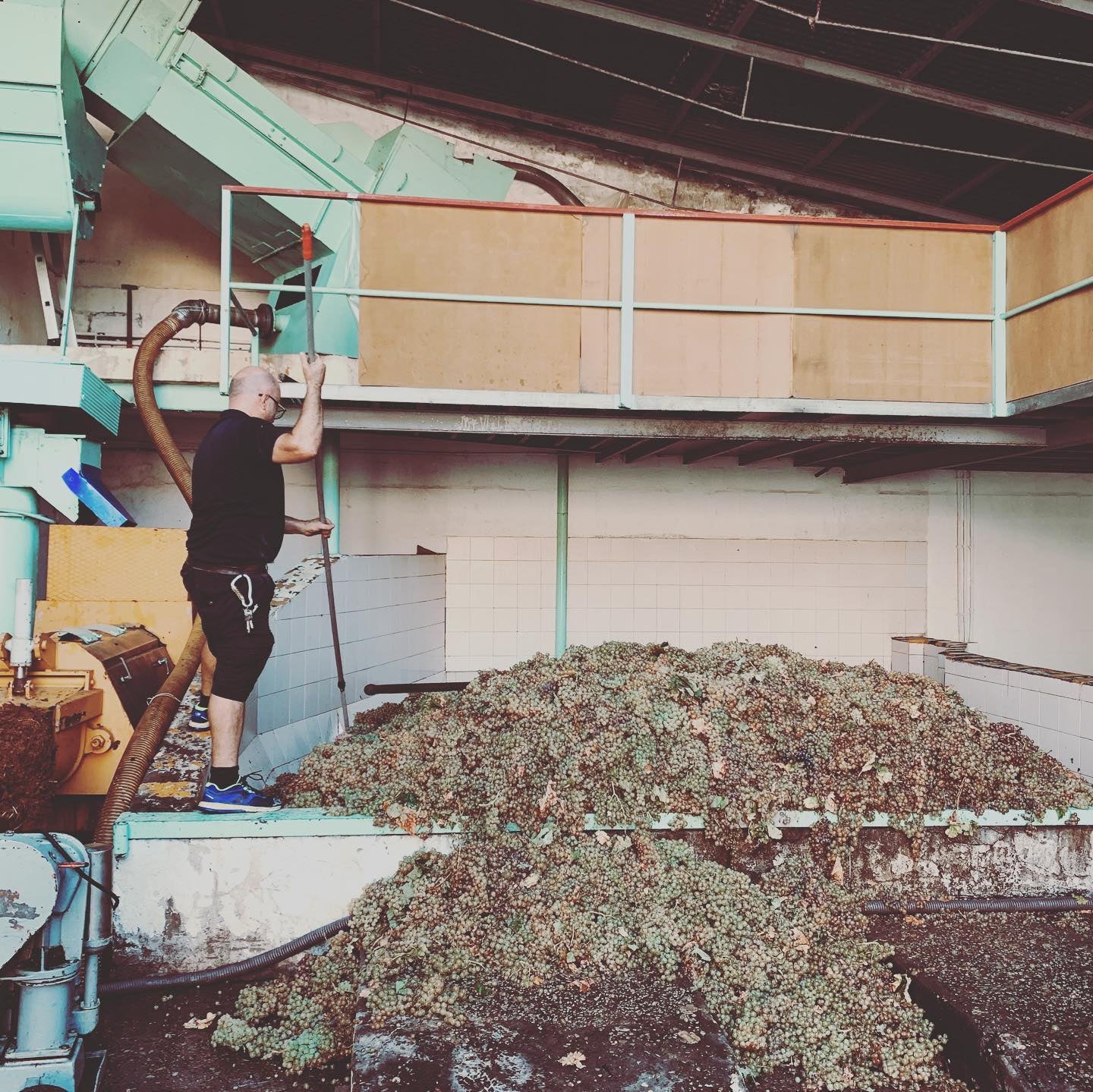 "No solo se hacen vinos en Jerez": conocemos la vendimia en Chiclana y Rota "No solo se hacen vinos en Jerez": conocemos la vendimia en Chiclana y Rota