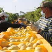 La campaña del limón en la Vega Baja se presenta con un descenso de producción del 50% y buenos precios en origen      