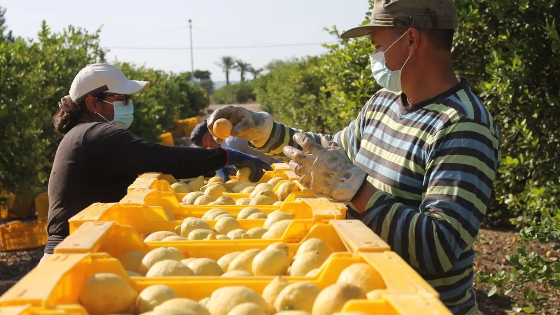 La campaña del limón en la Vega Baja se presenta con un descenso
