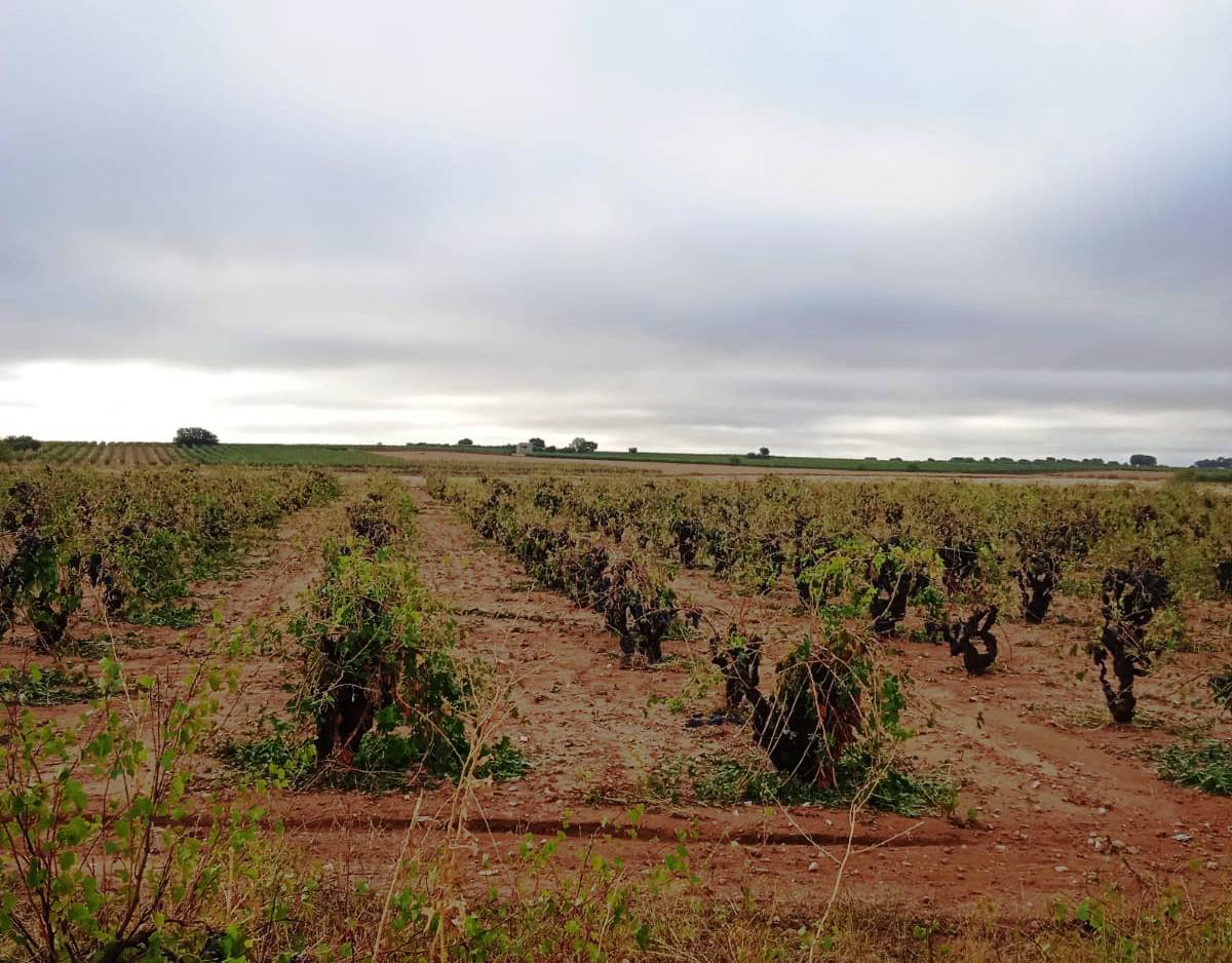 DANA arrasa viñas en La Manchuela de Cuenca en el comienzo de la vendimia DANA arrasa viñas en La Manchuela de Cuenca en el comienzo de la vendimia