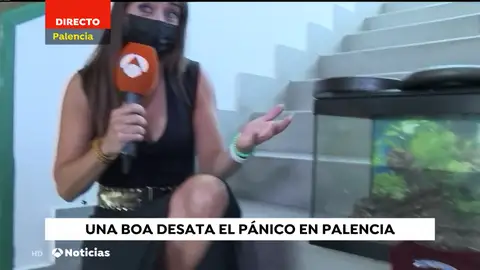 Antena 3 Noticias informa sobre la captura de la boa en Palencia Antena 3 Noticias informa sobre la captura de la boa en Palencia