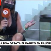 Antena 3 Noticias informa sobre la captura de la boa en Palencia