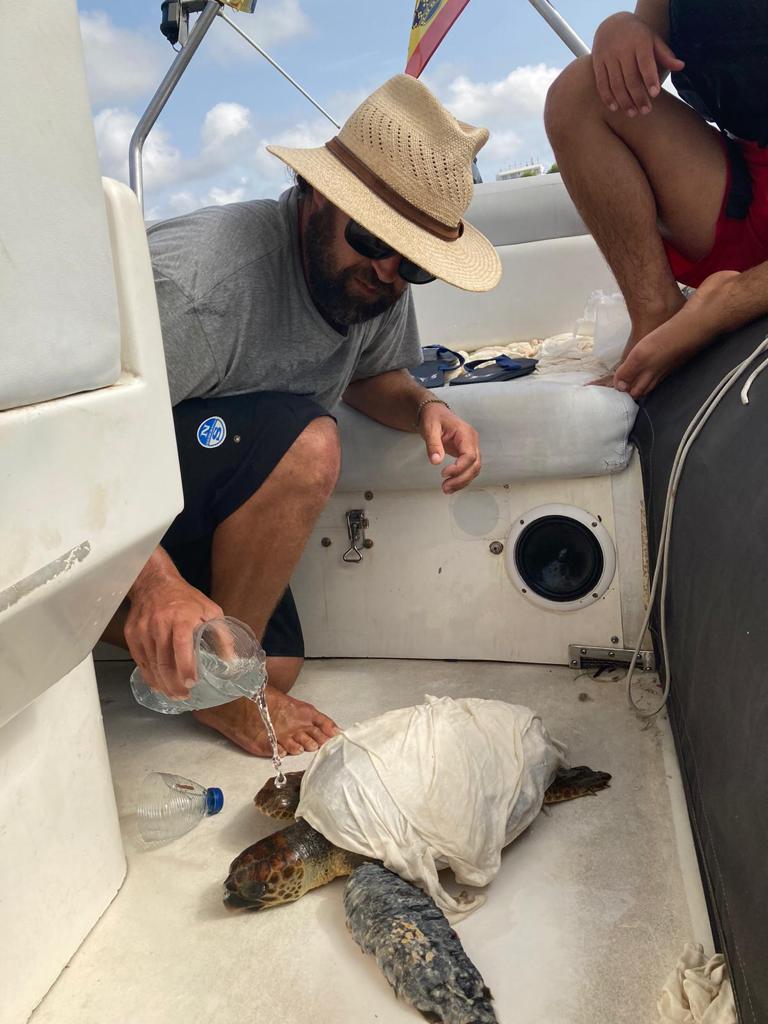 Así rescataron los alumnos del Club Náutico Ibiza a una tortuga atrapada en un plástico Así rescataron los alumnos del Club Náutico Ibiza a una tortuga atrapada en un plástico