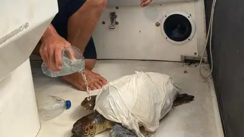 Rescate de una tortuga atrapada en plástico en Ibiza Rescate de una tortuga atrapada en plástico en Ibiza