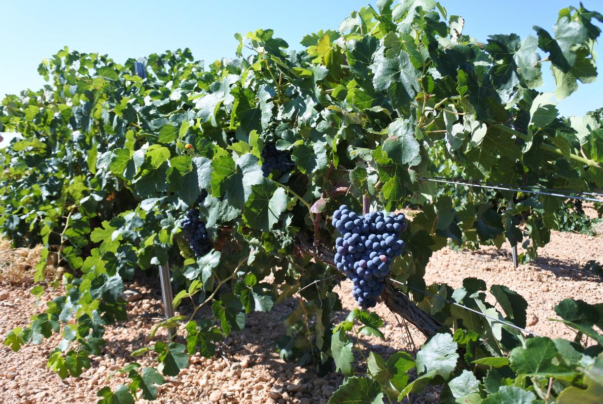 31 millones en ayudas destinadas a viticultores para que puedan mejorar la competitividad de sus viñedos 31 millones en ayudas destinadas a viticultores para que puedan mejorar la competitividad de sus viñedos