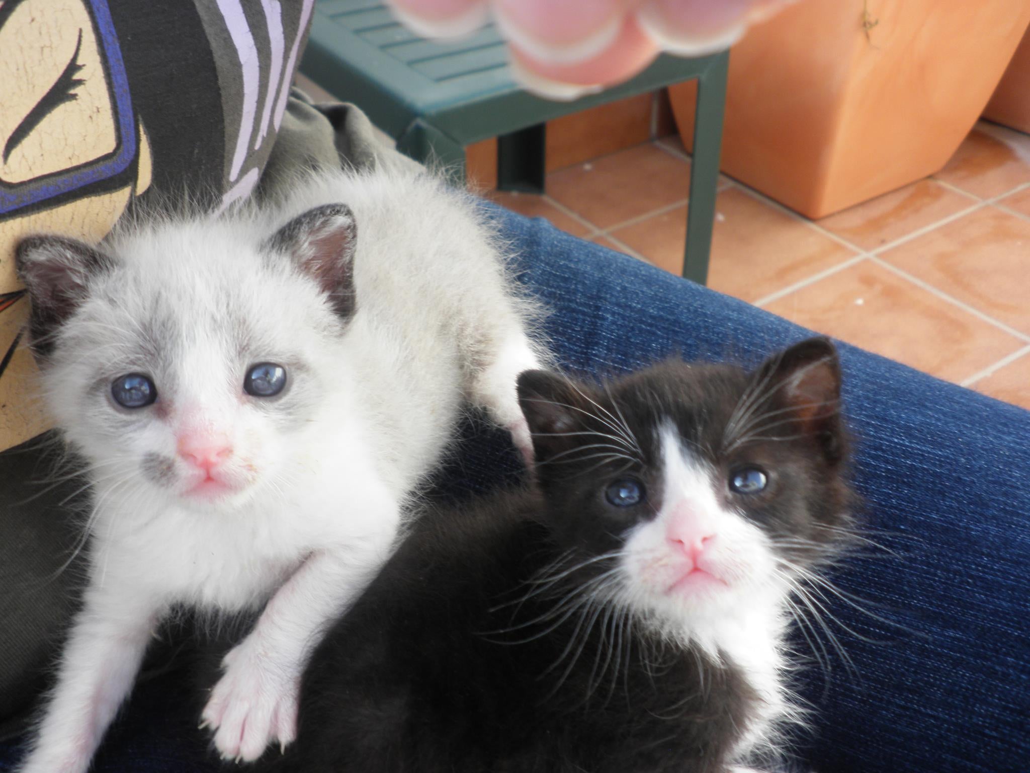 La solución a los gatos callejeros de Alicante pasa por la esterilización, meterlos en jaulas en un albergue no es viable La solución a los gatos callejeros de Alicante pasa por la esterilización, meterlos en jaulas en un albergue no es viable