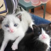 Gatos callejeros