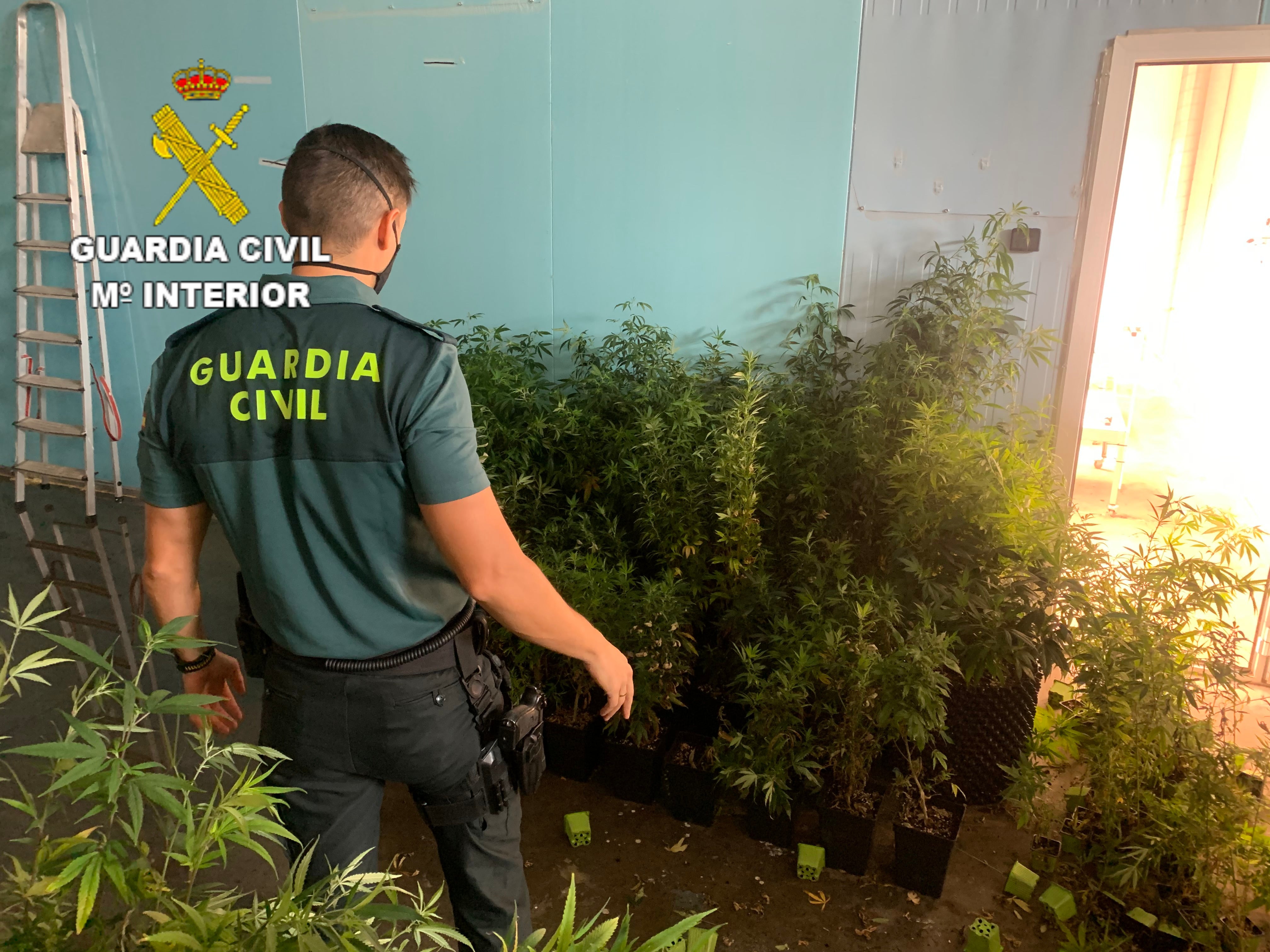 Dos detenidos por cultivo de marihuana en un polígono de Cuenca Dos detenidos por cultivo de marihuana en un polígono de Cuenca
