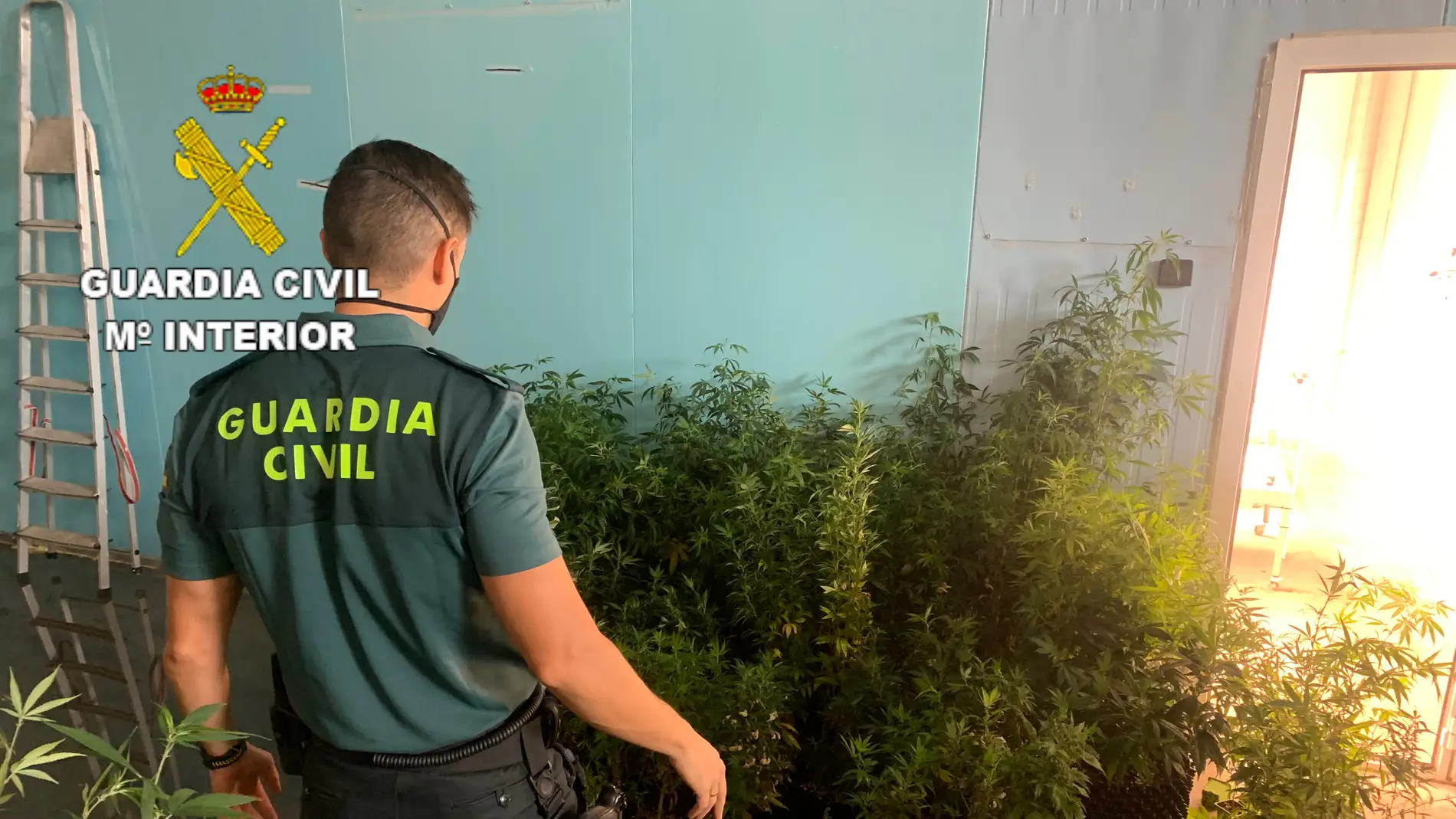 Dos detenidos por cultivo de marihuana en un polígono de Cuenca