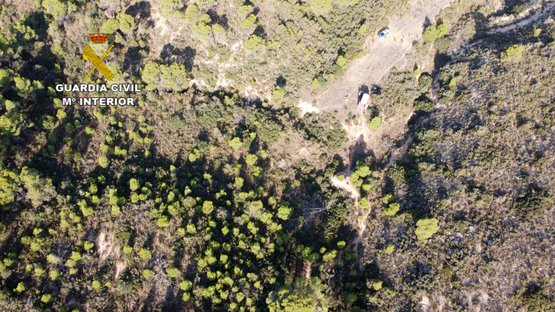 Desmantelada una plantación de marihuana en Mequinenza Desmantelada una plantación de marihuana en Mequinenza