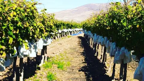 Cultivo de uva embolsada del Vinalopó. Cultivo de uva embolsada del Vinalopó.