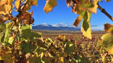 Viñedo en la Ruta de la Garnacha