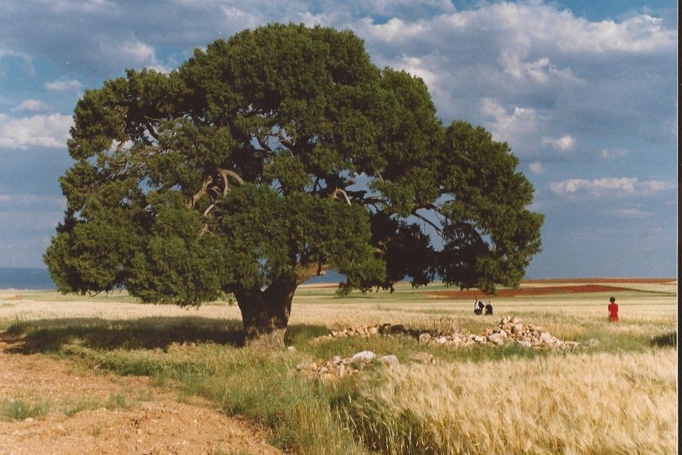La Sabina milenaria de Blancas busca ser Árbol Europeo 2022 La Sabina milenaria de Blancas busca ser Árbol Europeo 2022
