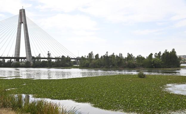 Hablamos con Salvemos el Guadiana sobre la situación del río a su paso por Badajoz Hablamos con Salvemos el Guadiana sobre la situación del río a su paso por Badajoz