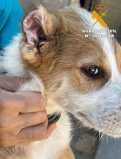 Investigado un vecino de Caudete por mutilar a varios cachorros de perro Investigado un vecino de Caudete por mutilar a varios cachorros de perro