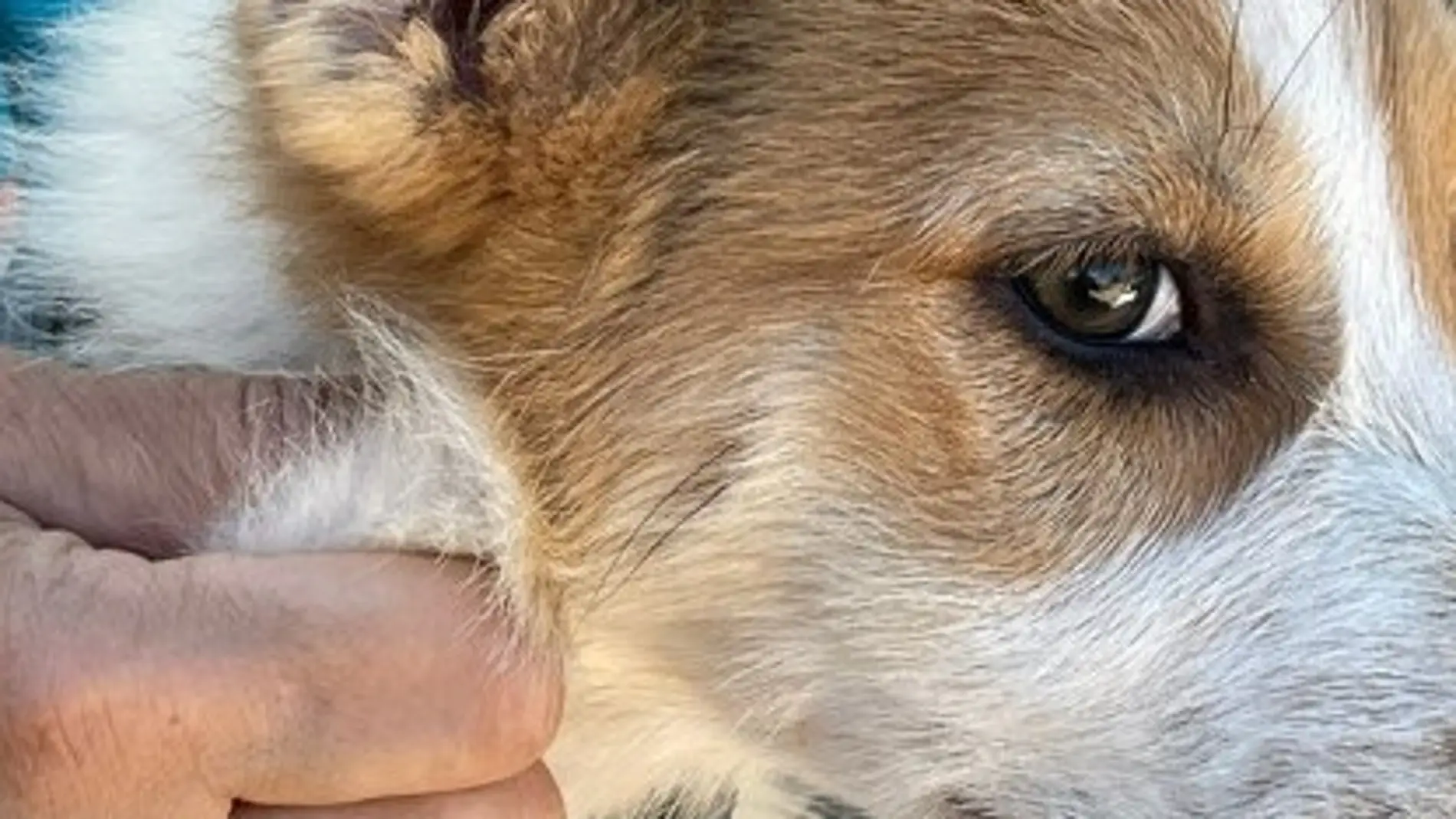 Investigado un vecino de Caudete por mutilar a varios cachorros de perro