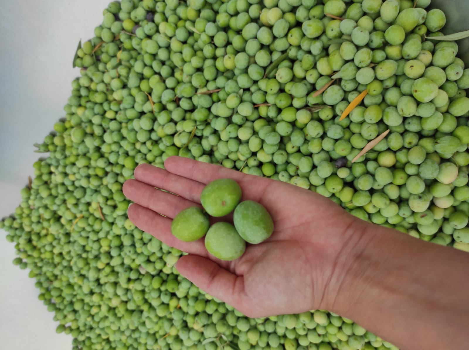 Comienza la campaña 2021/2022 de la Denominación de Origen Protegida Aceituna Aloreña de Málaga Comienza la campaña 2021/2022 de la Denominación de Origen Protegida Aceituna Aloreña de Málaga