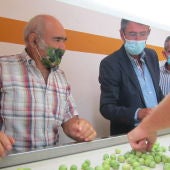 Campaña Aceituna Aloreña