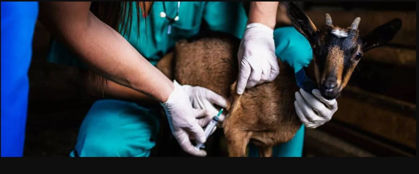 Los ganaderos de caprino empiezan a plantearse el abandono Los ganaderos de caprino empiezan a plantearse el abandono