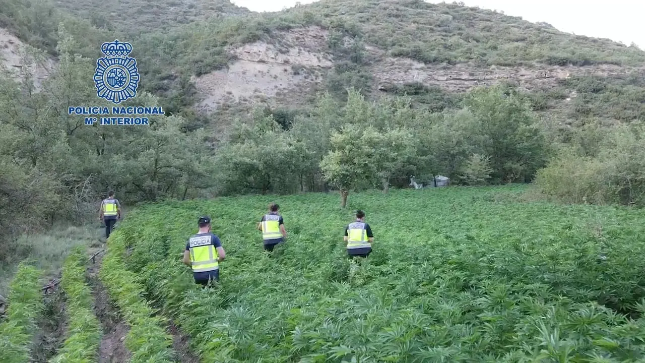 Una de las macroplantaciones desmanteladas. Una de las macroplantaciones desmanteladas.