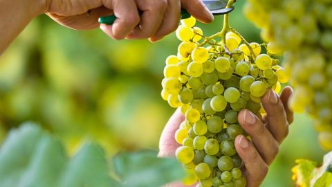 Mas de Uno Pontevedra