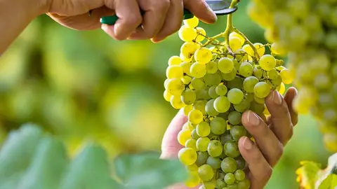 Vendimia - Rías Baixas Mas de Uno Pontevedra