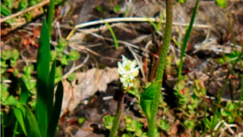 La planta carnívora Trianza La planta carnívora Trianza
