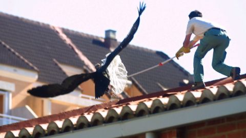Rescate de un buitre
